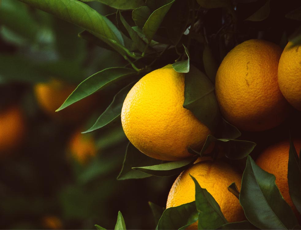 liquori-limoni Liquori